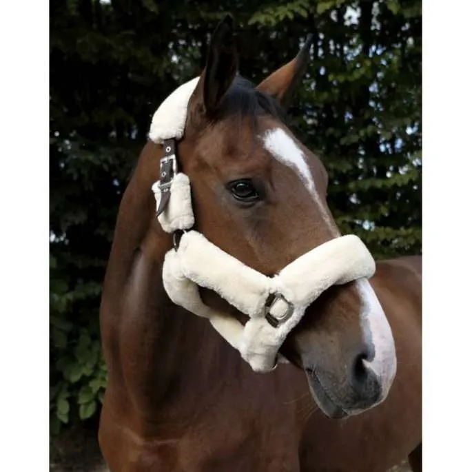 Licol Teddy - Equithme - marine/cru - poney (pony ) Nouveaut