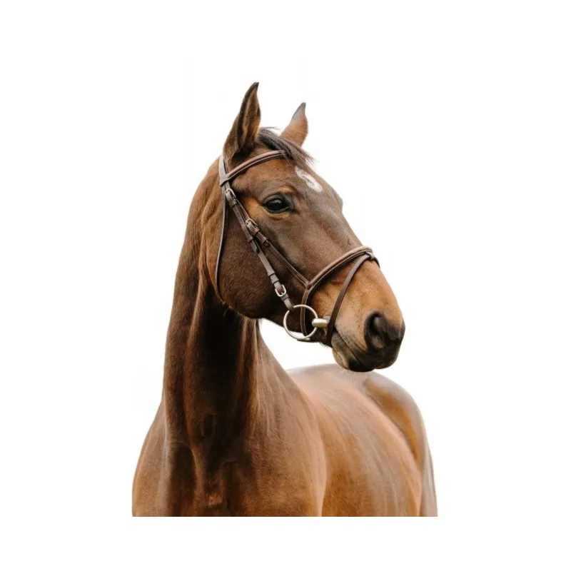 NORTON CLUB - Bridon Deco - Cob - Havane Promotion Saisonnire