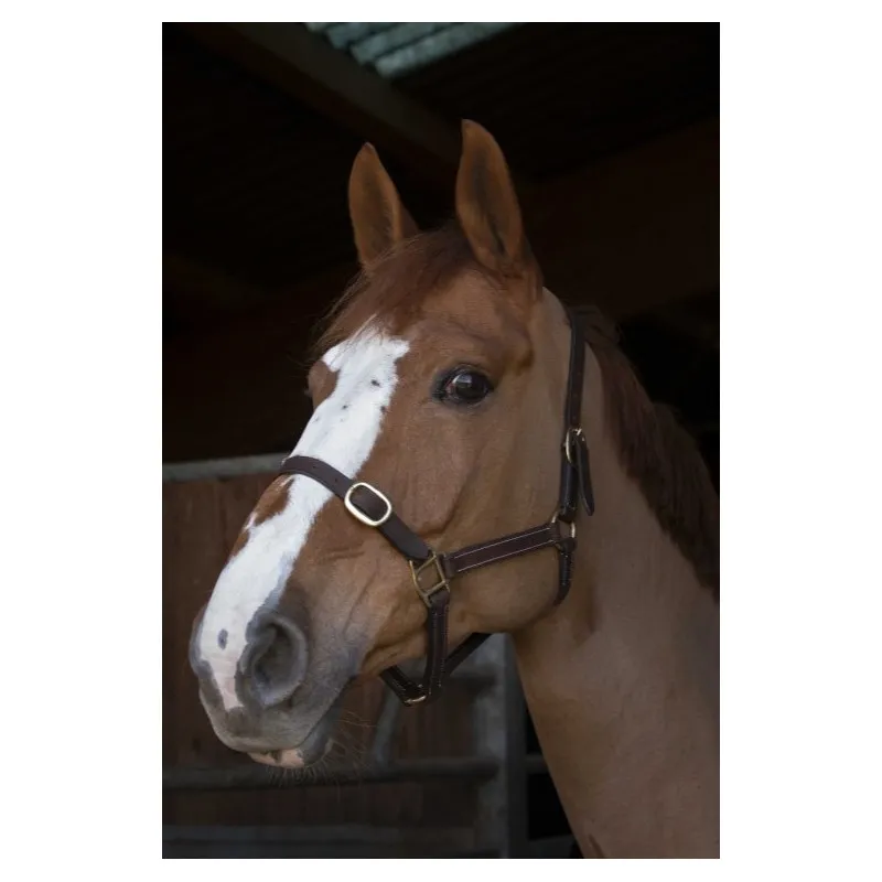 Bon March NORTON CLUB - Licol cuir - Poulain - Havane