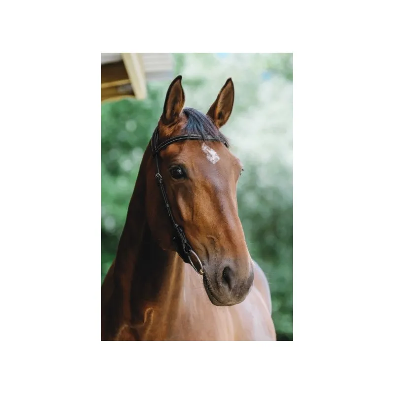 NORTON PRO - Bridon Freedom - Cheval - Noir Quantit Limite