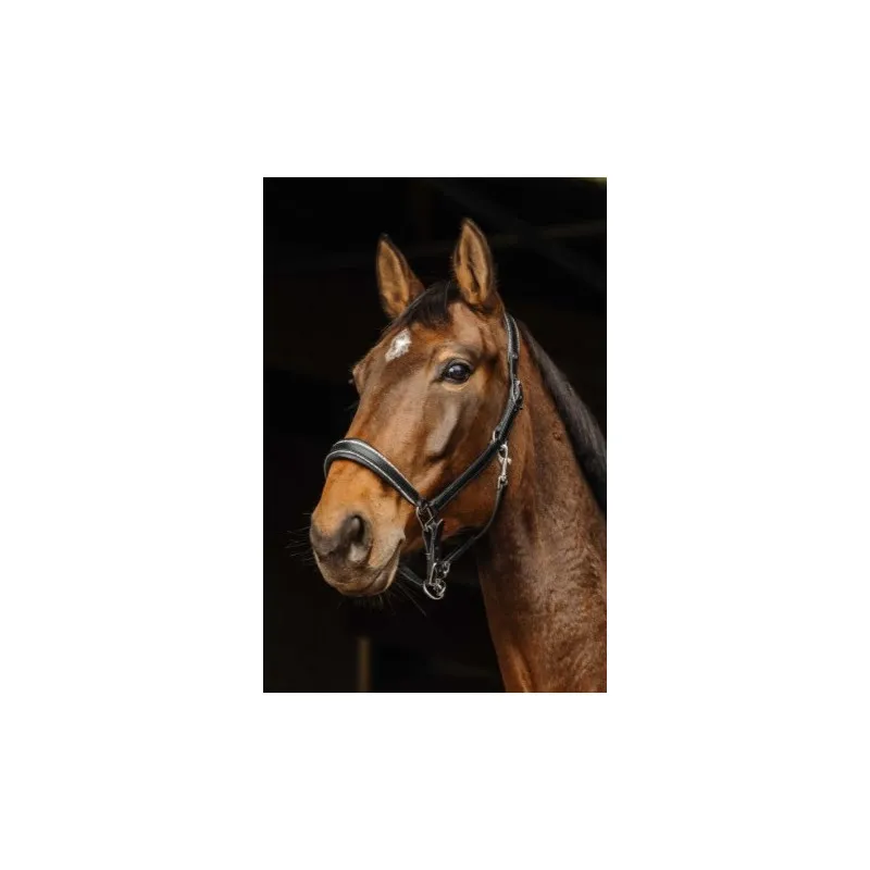 Affaire  Saisir NORTON PRO – Licol cuir Rock – Cheval – Noir