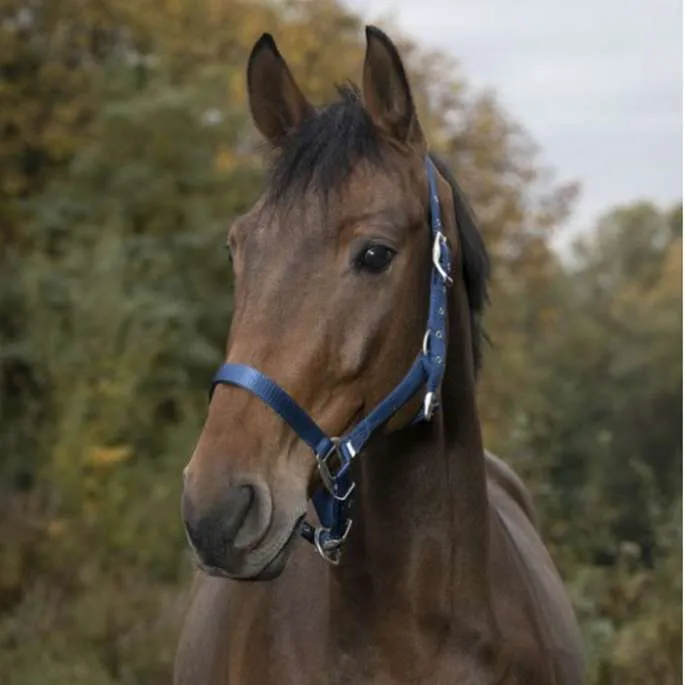 Licol nylon cheval - Equithme - marine - cheval (full ) Paiement Scuris