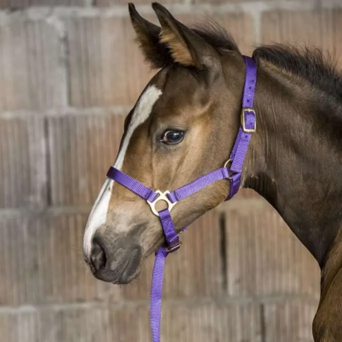 Prix Rduit Licol Foal nylon avec mini longe - Norton - marine - poulain (foal )