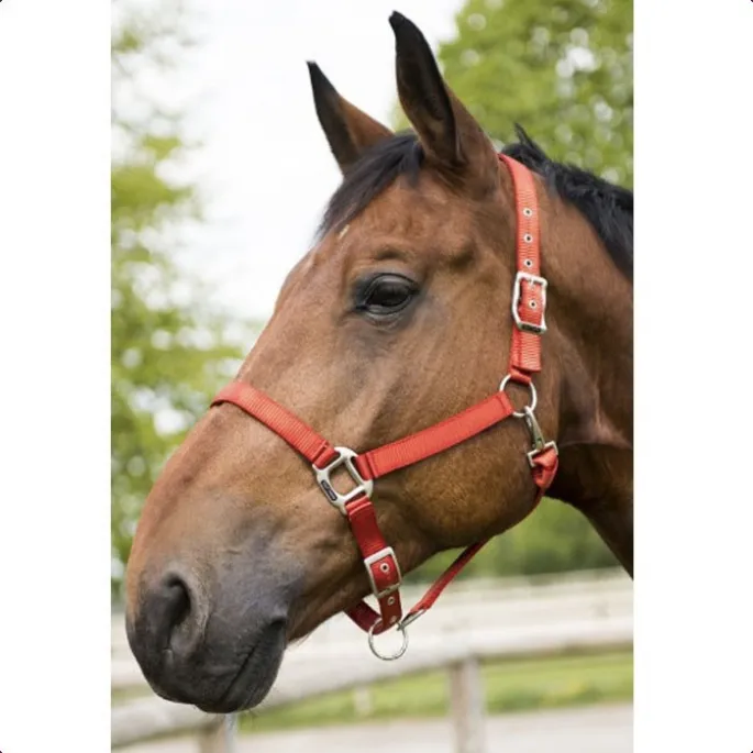 Licol nylon clat - Equithme - noir - pur-sang (cob ) Promotion Saisonnire