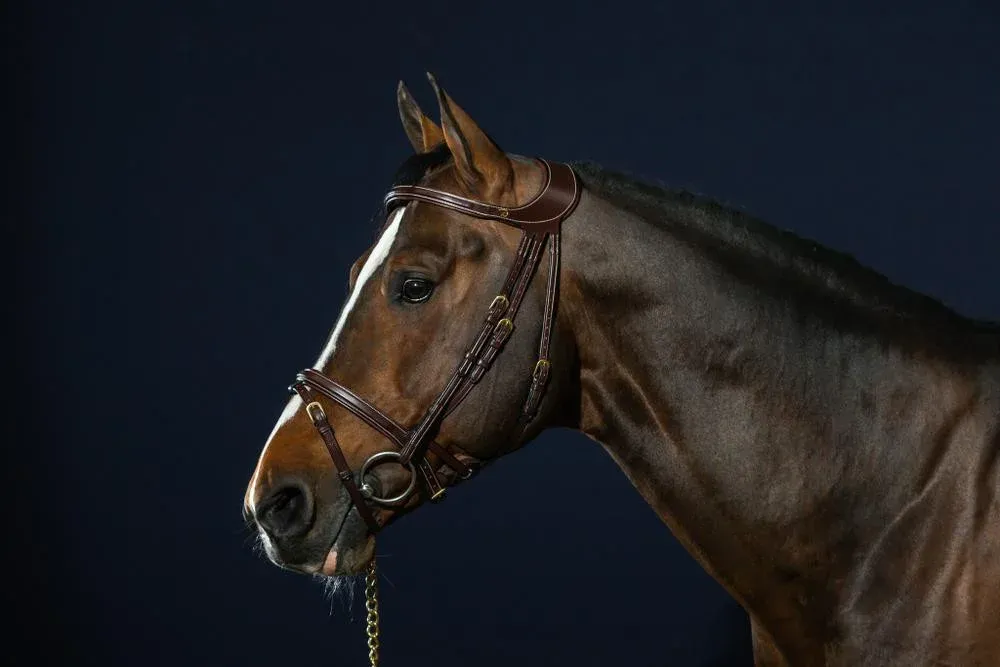 Bridon Diffrence D Collection by Dy&rsquo;on – Cheval – Brun Offre Limite
