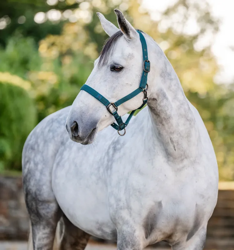 Solde Licol et longe Horseware - Cob - Vert dynastie
