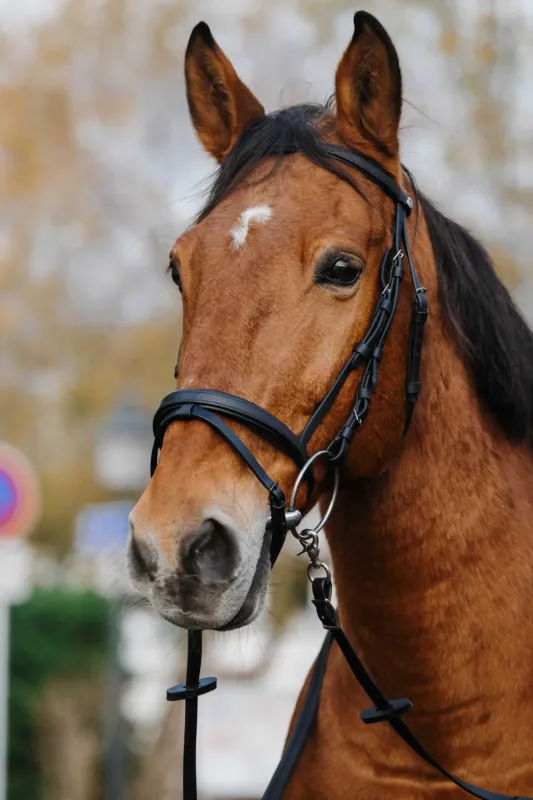 Meilleur Choix Bridon Norton Training - Poney - Noir