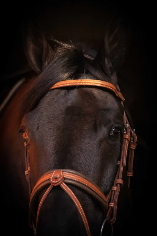 Bridon Pnlope Elgance – Pur-sang – Cognac Petit Prix