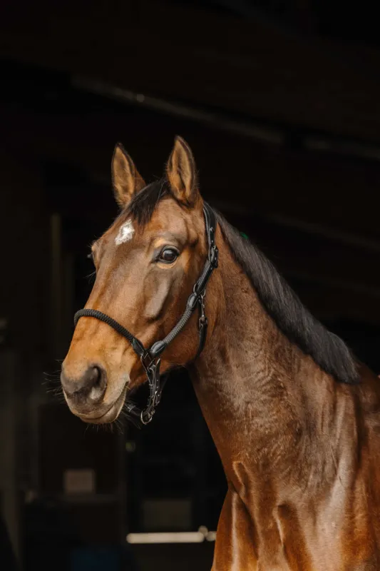 Licol cuir/corde Norton - Cheval - Noir Offre Limite