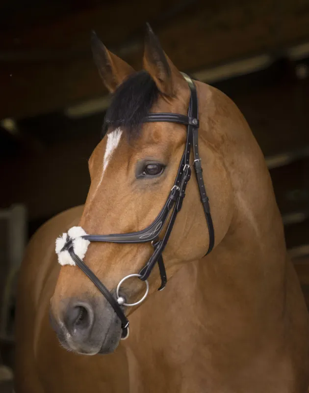 Retour Gratuit Bridon Norton Pro muserole croise - Cheval - Noir