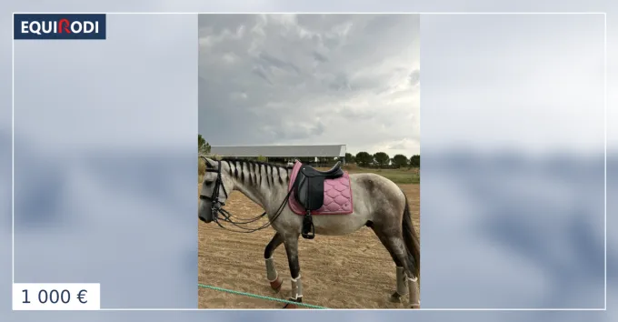 Remise Selle dressage zaldi