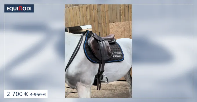 Prix Bas Selle Forestier - modle Boekelo