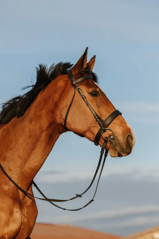 Prix Cass Bridon Riding World Muserolle large - Cheval - Noir