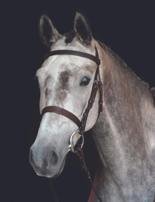 Retour Gratuit Bridon Collegiate Cavesson IV – Grand cheval – Noir