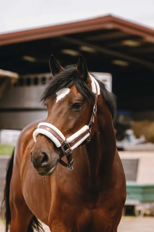 Acheter En Ligne Licol nylon Equithme Fashion – Cheval – Marron