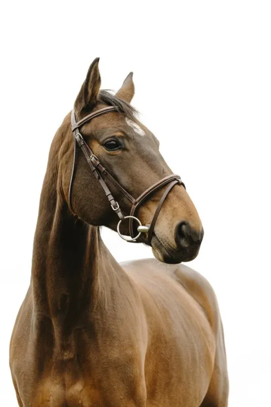 Meilleur Prix Bridon Norton Club Deco - Cheval - Havane