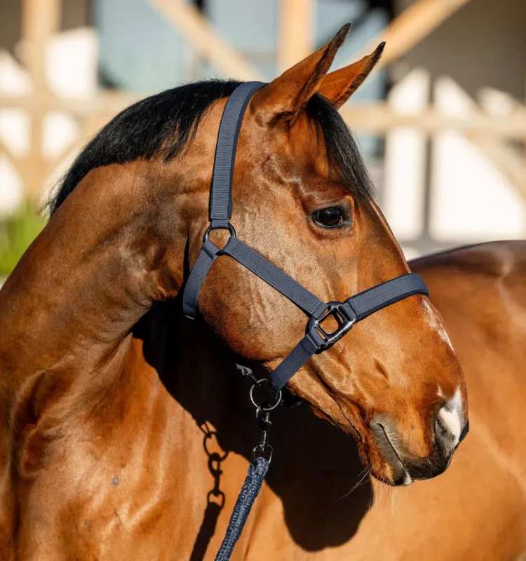 Licol et longe Amigo Horseware - Cob - Marine Top Vente