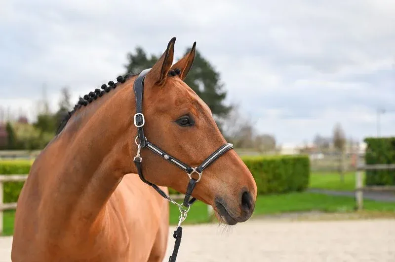 Offre Limite Licol Clincher Jump'In One Premium - Cob - Noir