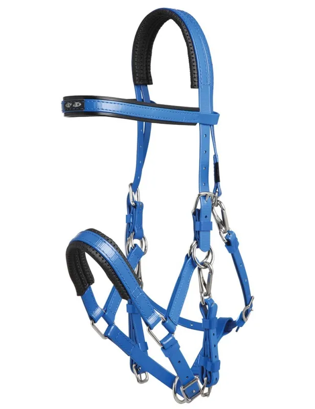 Bridon-Licol Zilco – bleu roi – cob Promotion Saisonnire
