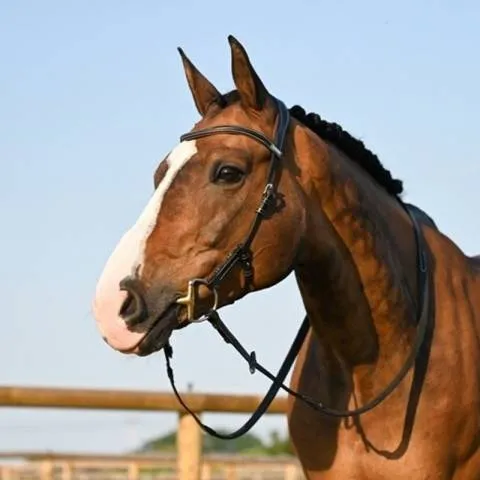 Bridon Liberty - Collection One - Jump'in - Cob - Noir Bon Plan