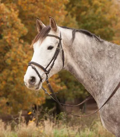 Prix Choc Bridon diamond star Waldhausen - Noir - Poney