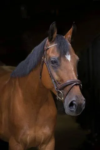 Bridon Strass Pro - Eric Thomas - Marron - Cheval Marque