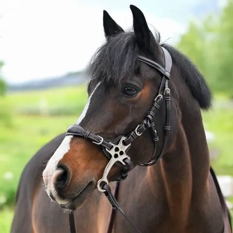 Bridon Hackamore - Collection One Premium - Jump'In - Cuir italien - Cob - Havane Paiement Scuris