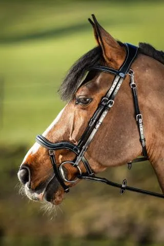 Prix Bas Bridon anatomique Techno HFI - NOIR - COB