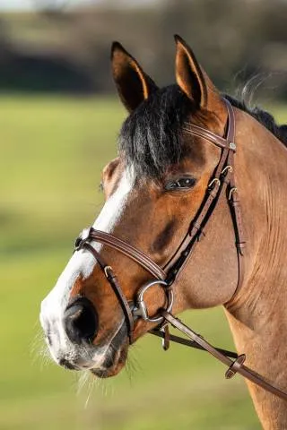 Prix Cass Bridon Anatomic HFI - BRUN/COGNAC - COB