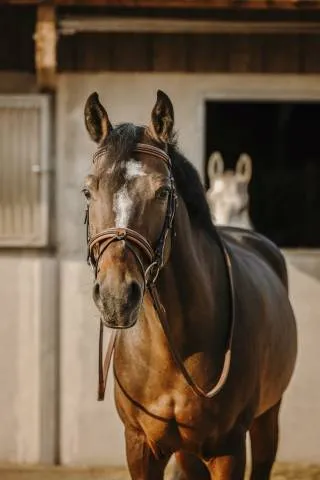 Bridon Work - Eric Thomas - Marron - Cheval Meilleure Vente