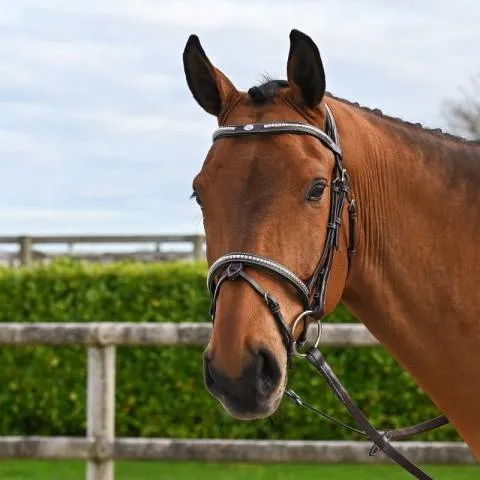 Bridon Clincher - Collection One Premium - Jump in - Cob - Havane - Combine Offre Limite