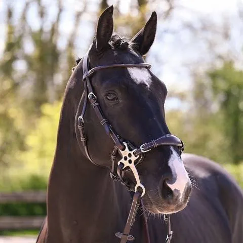 Bridon Hackamore - Collection week - Jump in - Full - Havane Prix Bas