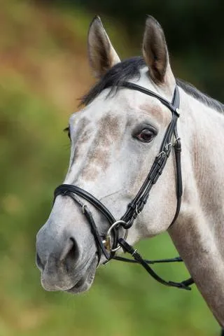 Haute Qualit Bridon Regular HFI - NOIR - COB
