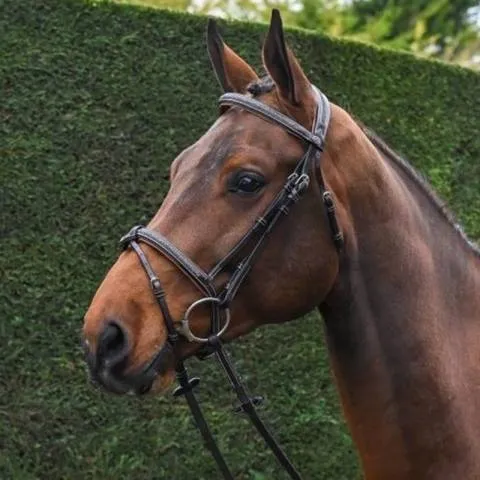 Livraison Express Bridon Crystal muserolle combine - Collection week - Jump in - Cob - Havane