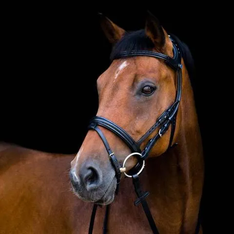 Affaire Saisir Bridon 2500 Freedom Noir - Stbben - Noir - cheval
