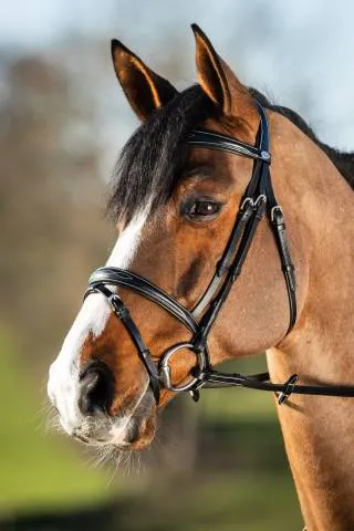 Offre Du Jour Bridon Elegant HFI - NOIR - COB