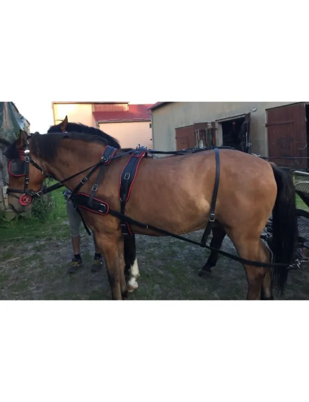 Harnais biothane en paire - SB - noir - poney Livraison Express