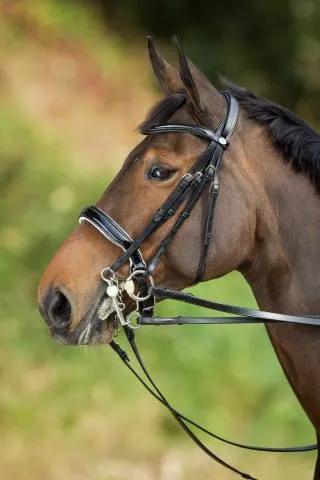 Bride de dressage Weymouth HFI - NOIR/NOIR - COB Expdition Rapide