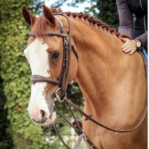 Promotion Enrnement Patrick - Jump'in - Full - Havane