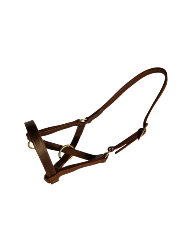 Licol cuir lama – SB – noir Nouvelle Collection
