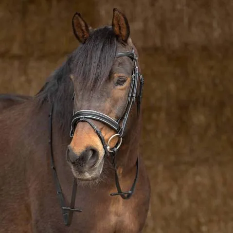 Bridon Sparkle – Harry&rsquo;s Horse – Noir – Cheval Commander Maintenant
