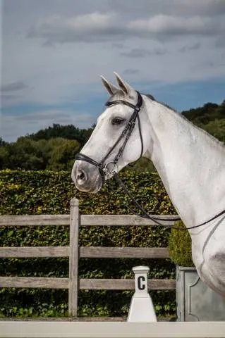 Bridon muserolle allemande – Dy&rsquo;on – Noir – Cheval Prix Bas