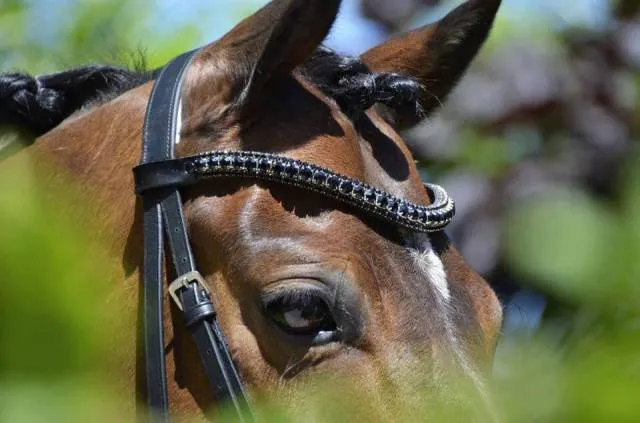 Frontal en strass noir - Marron - Pointe - Full Prix Cass