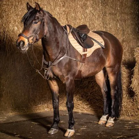 Produit De Marque Collier de chasse Deluxe - Harry's Horse - brun - cheval
