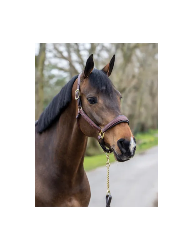 Promotion Saisonnire Licol en cuir - LeMieux - Noir - Cob