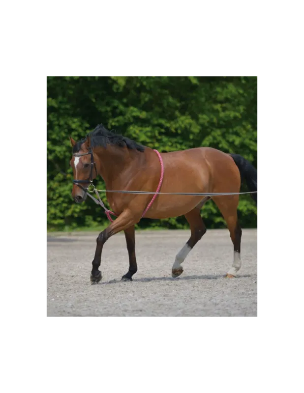 Enrnement Peli - Waldhausen - Noir - Poney Prix Choc