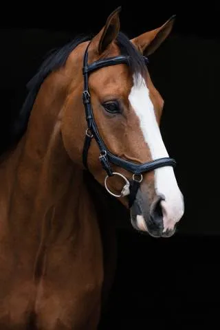 Achat Immdiat Bridon Micklem Deluxe Competition – Horseware – cuir anglais – BRUN – X-FULL