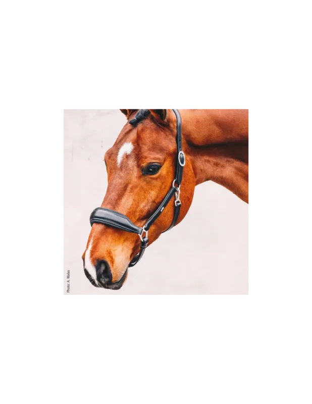 Licol en Cuir Fremont Pro – Schockemhle – Noir – Cob Authentique