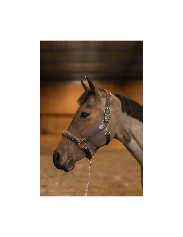 Licol Cuir & Nylon Mixed - HFI - Brun - Cob Petit Prix