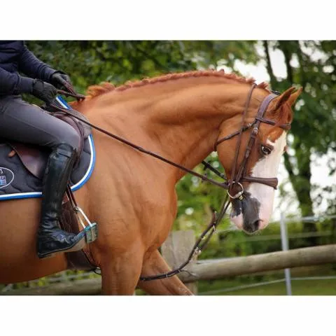 Enrnement Patrick - Jump'In - Noir - cheval Achetez Aujourdhui
